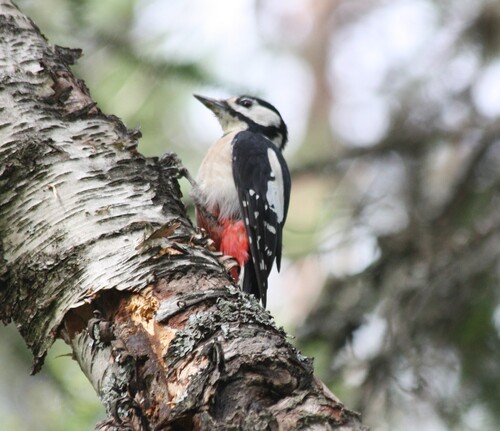 Great Spotted Woodpecker
