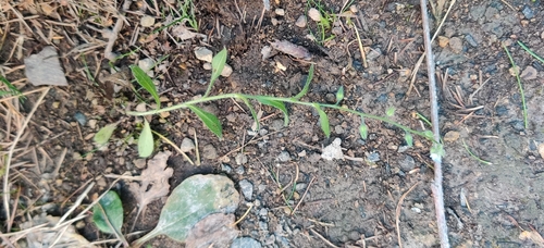 field forget-me-not
