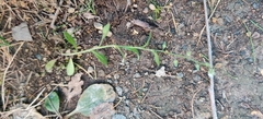 Myosotis arvensis
