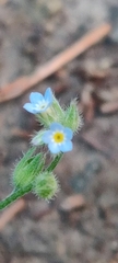(c) Ondřej Křivan, some rights reserved (CC BY) Myosotis arvensis, photograph (c) Ondřej Křivan, some rights reserved (CC BY)