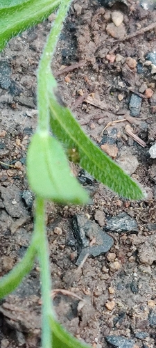 Myosotis arvensis, photograph 2