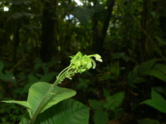 Burmeistera multiflora