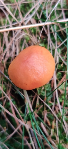 Larch Bolete