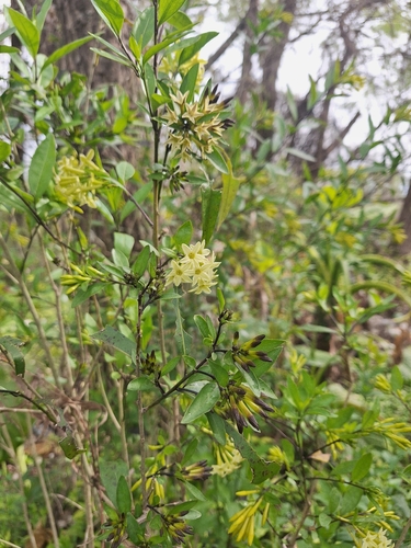 Cestrum parqui