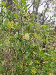 Cestrum parqui