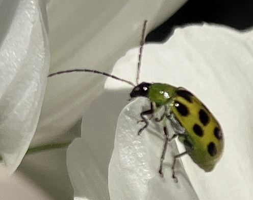 Spotted Cucumber Beetle