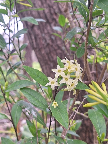 Cestrum parqui, photograph 2