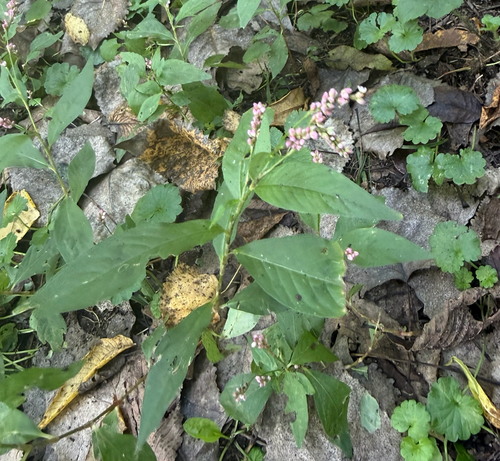 low smartweed