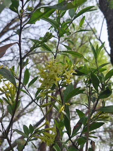 Cestrum parqui, photograph 3