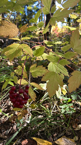 red baneberry