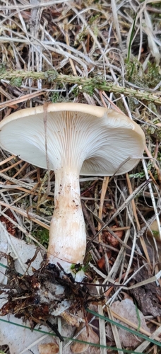 tawny funnel cap