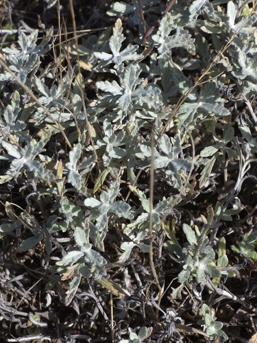 common woolly sunflower
