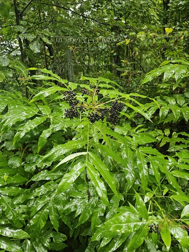 Sambucus ebulus