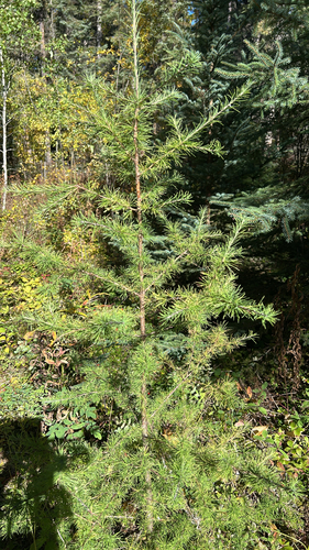 tamarack