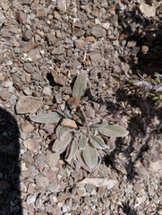 Phacelia secunda