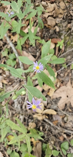 prairie aster