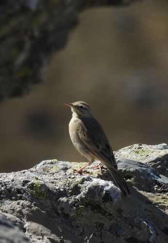 Bisbita campestre (Anthus campestris)