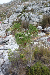 Berzelia albiflora, photograph (c) Tony Rebelo, some rights reserved (CC BY-SA)