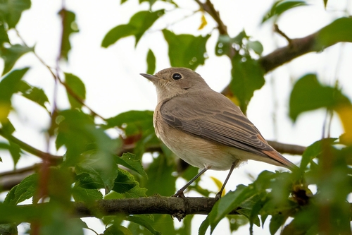 Common Redstart