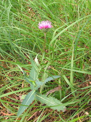 Carduus defloratus crassifolius