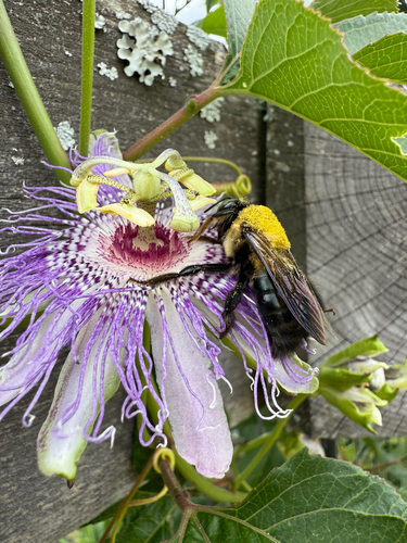 Eastern Carpenter Bee