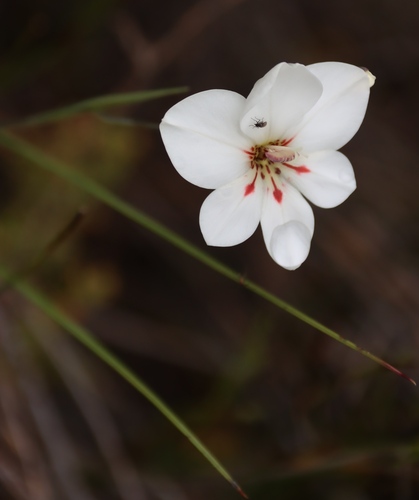 Gladiolus debilis, photograph 6