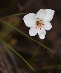 Gladiolus debilis, photograph (c) Tony Rebelo, some rights reserved (CC BY-SA)