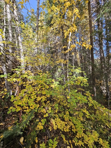 Saskatoon