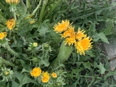 Taraxacum officinale