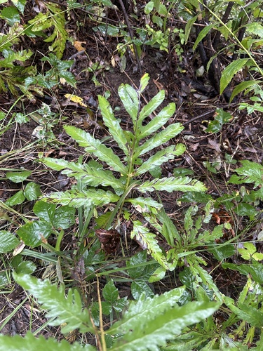 sensitive fern