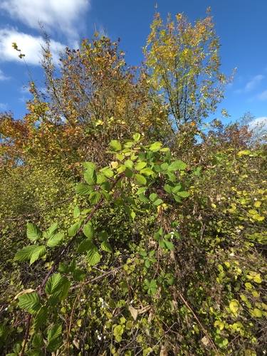 Armenian Blackberry