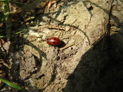Gonioctena fornicata