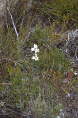 Gladiolus debilis, photograph (c) Tony Rebelo, some rights reserved (CC BY-SA)