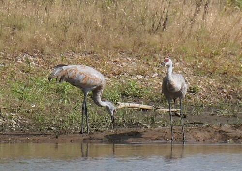 Sandhill Crane