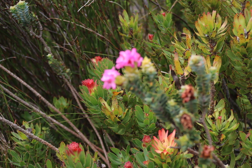 Mimetes cucullatus, photograph 5