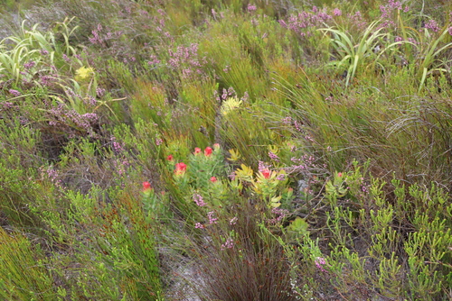 Mimetes cucullatus, photograph 6