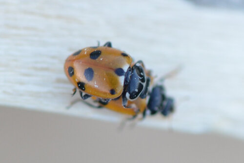 Variegated Lady Beetle