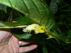 Columnea picta