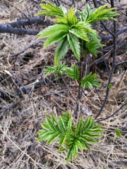 Sorbus sambucifolia