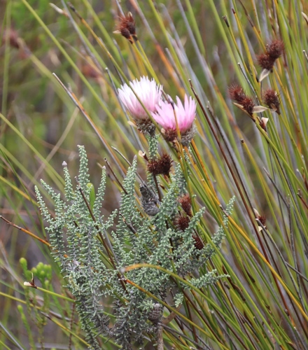 Phaenocoma prolifera, photograph 6