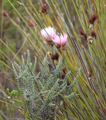 Phaenocoma prolifera, photograph (c) Tony Rebelo, some rights reserved (CC BY-SA)