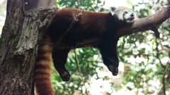 Ailurus fulgens
