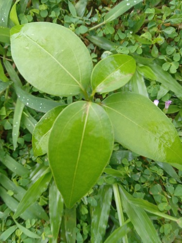 Cinnamomum verum observed 2026-09-22