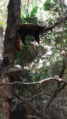 Ailurus fulgens