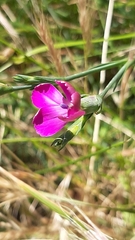 Dianthus cintranus cintranus