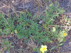Potentilla asturica