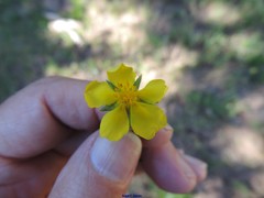 Potentilla asturica