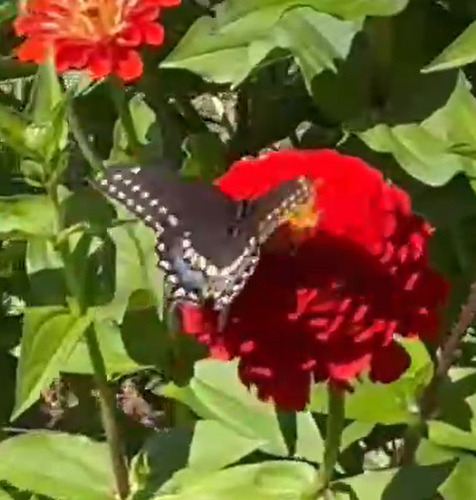 Eastern Black Swallowtail