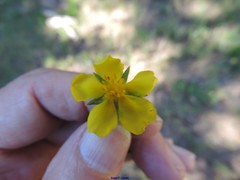 Potentilla asturica