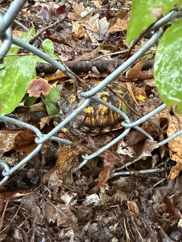 Eastern Box Turtle